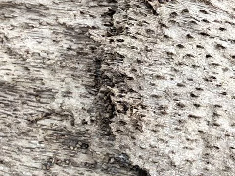 Wood decaying texture Stock Photos