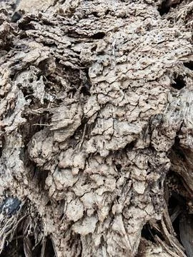Wood decaying texture Stock Photos