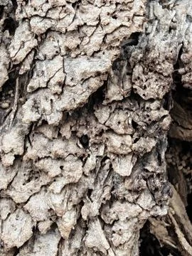 Wood decaying texture Stock Photos