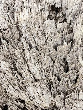 Wood decaying texture Stock Photos