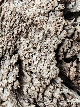 Wood decaying texture Stock Photos