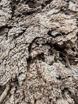 Wood decaying texture Stock Photos