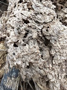 Wood decaying texture Stock Photos