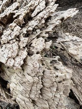 Wood decaying texture Stock Photos