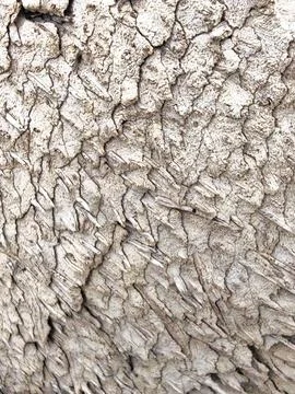 Wood decaying texture Stock Photos