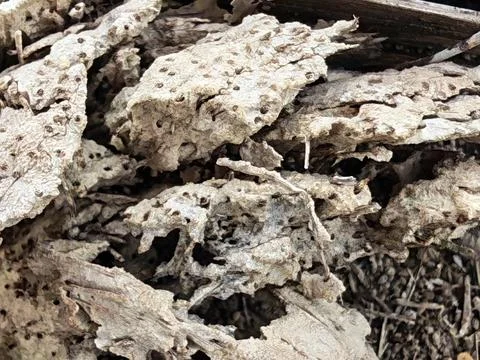 Wood decaying texture Stock Photos