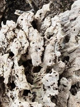 Wood decaying texture Stock Photos
