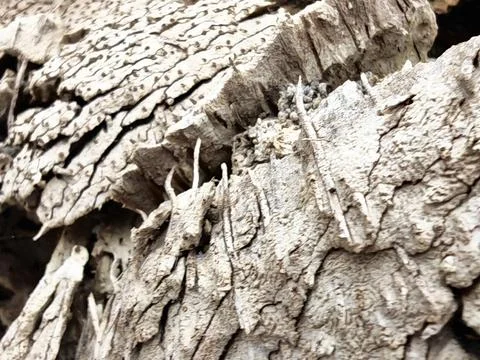 Wood decaying texture Stock Photos