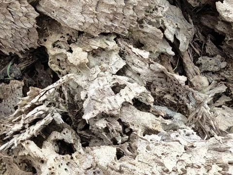 Wood decaying texture Stock Photos