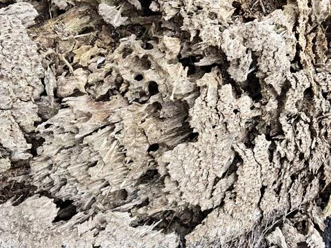 Wood decaying texture Stock Photos