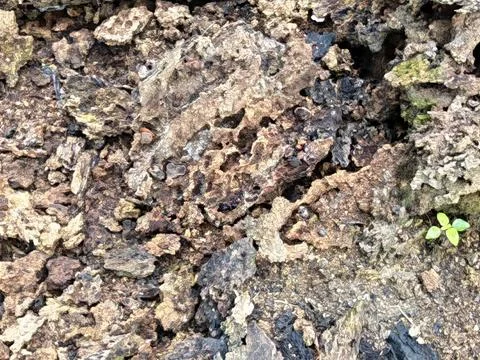 Wood decaying texture Stock Photos