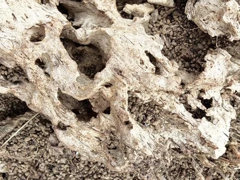 Wood decaying texture Stock Photos