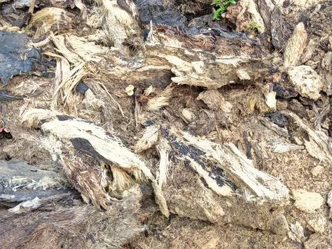Wood decaying texture Stock Photos
