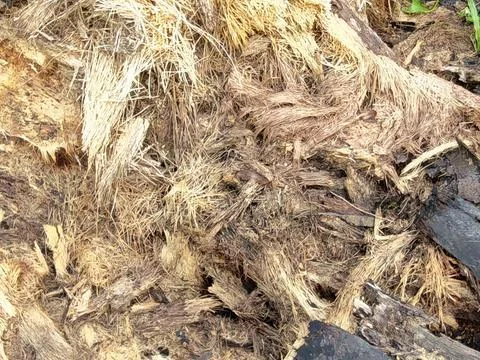 Wood decaying texture Stock Photos