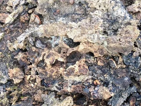 Wood decaying texture Stock Photos