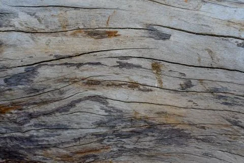 Wood Design Background Image Of A Tree At Jungle 2. Stock Photos