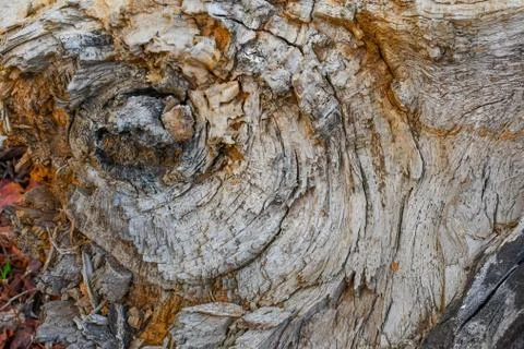 Wood Design Background Image Of A Tree At Jungle 1. Stock Photos