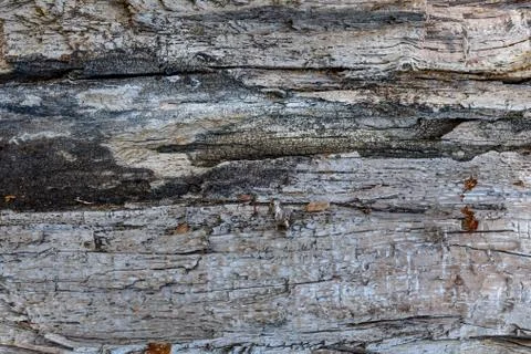 Wood Design Background Image Of A Tree At Jungle 3. Stock Photos