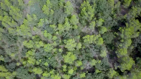 Wood drone Stock Footage 126595216