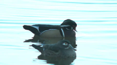 Wood duck bathing Stock Footage 36157545