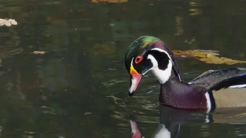 Wood duck close up Stock Footage 81119267