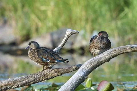 Wood duck couple perched on a large branch. Fotos Stock