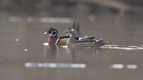 Wood Duck Couple Side by Side then Hen Flys Away SloMo 4K Stock Footage 265238344