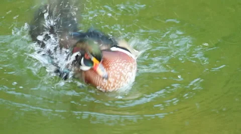 Wood duck dabble Stock Footage 1099238