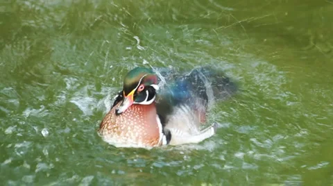 Wood duck dabble Stock Footage 1099245