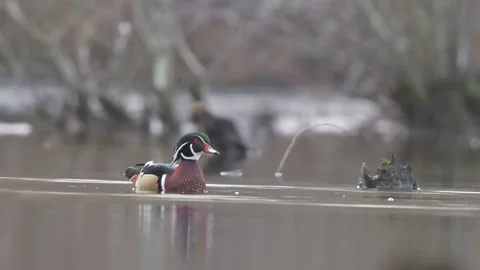 Wood Duck Drake Forward Fly Up SloMo 4K Stock Footage 265238037