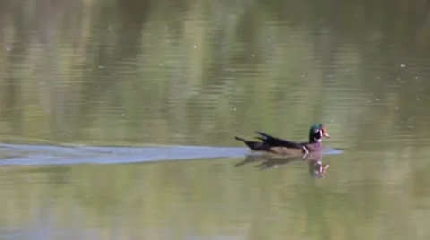 Wood Duck Stock Footage