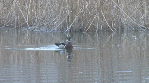 Wood duck Stock Footage 22480432