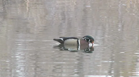 Wood duck Stock Footage 22481767