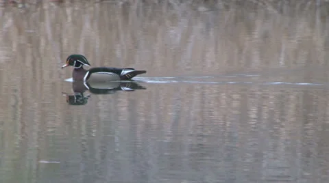Wood duck Stock Footage 22482251