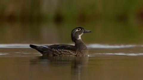Wood Duck Hen changes direction swiimming medium close up Stock Footage 304285018