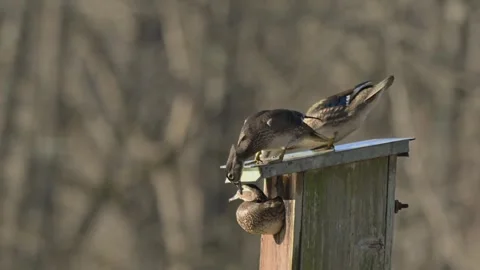 Wood Duck Hen Stops Half Way Out of Nest Box Stock Footage 302670824