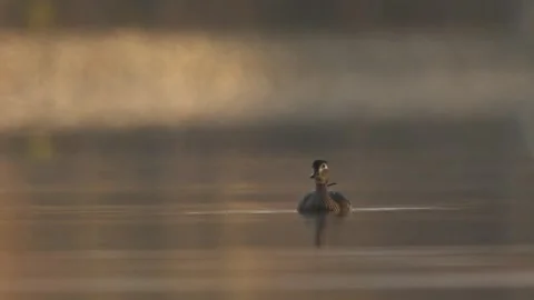 Wood Duck Hen Take Flight Out of The Water Stock Footage 303835455