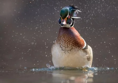 Wood Duck Ilustração Stock