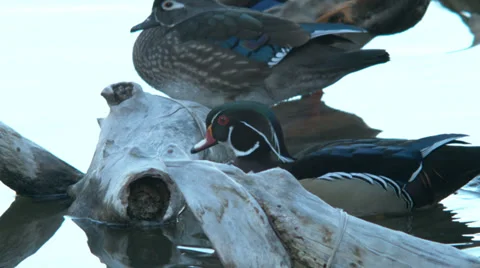 Wood duck jumping on log Stock Footage 36024688