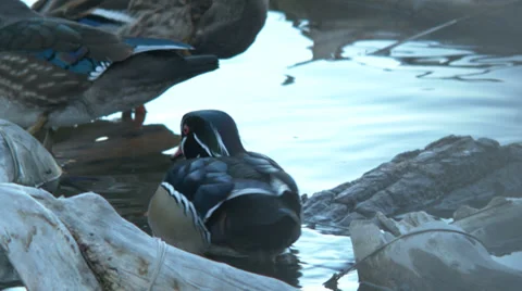 Wood duck on a log Stock Footage 36169552