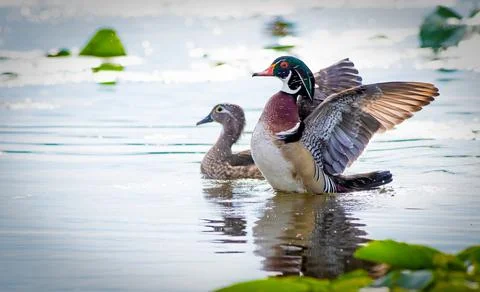 Wood Duck Stock Photos