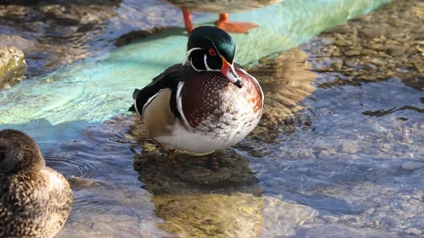 Wood Duck Stretching Stock Footage 128897906