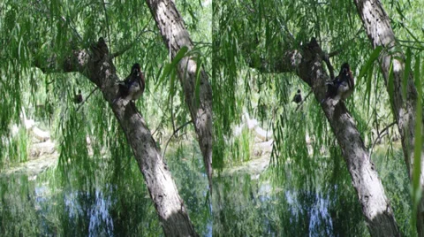 Wood duck on tree 3d Stock Footage 37730644