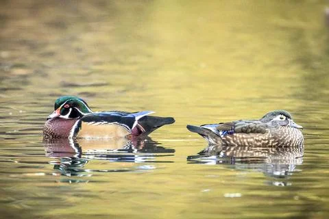 Wood ducks back to back. Stock Photos