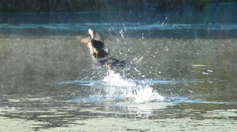 Wood Ducks Flushing Видео 43671609