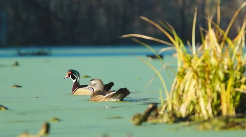 Wood Ducks Stock Footage 44440579