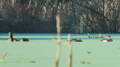 Wood Ducks Видео 44444979