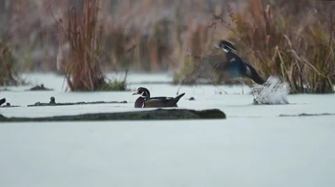 Wood Ducks Stock Footage 44446656
