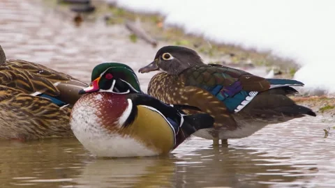 Wood Ducks in a Puddle, Winter Scene Stock Footage 301070346