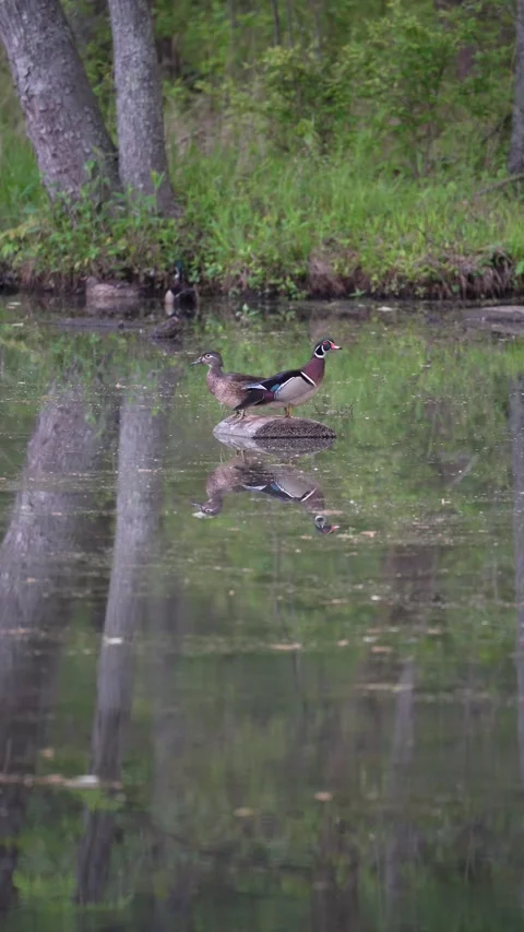Wood ducks standing on a log Stock Footage 239110717